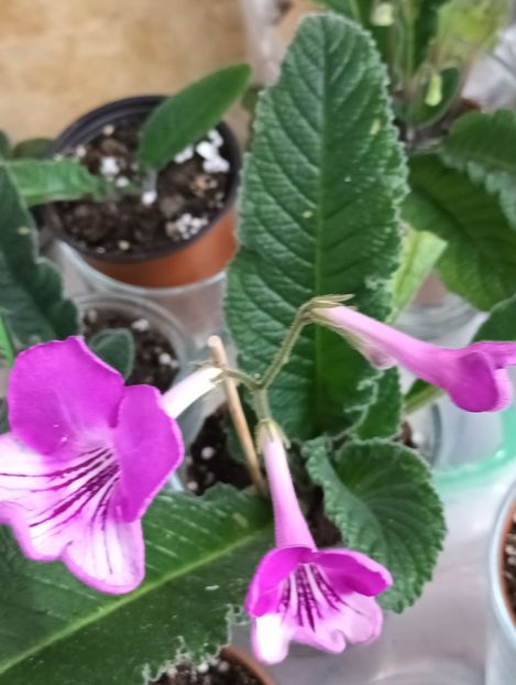  - STREPTOCARPUS
