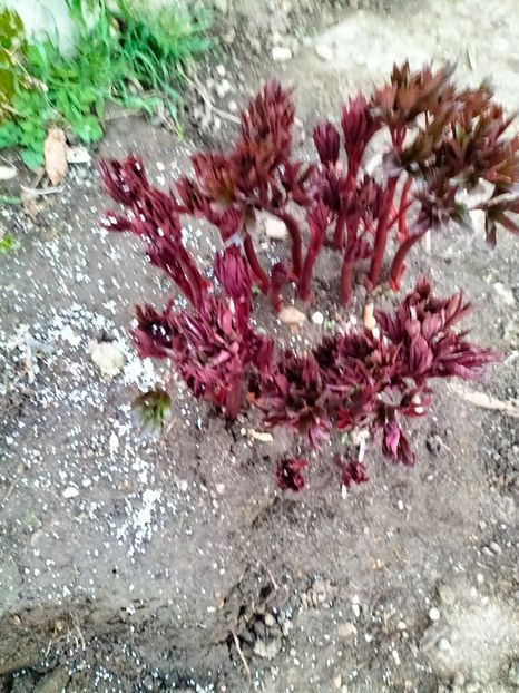 IMG20230318183602 - Martie 2023