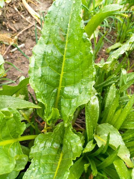 IMG20230317095842 - Martie 2023