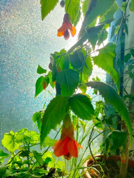 IMG20230313085723 - Martie 2023