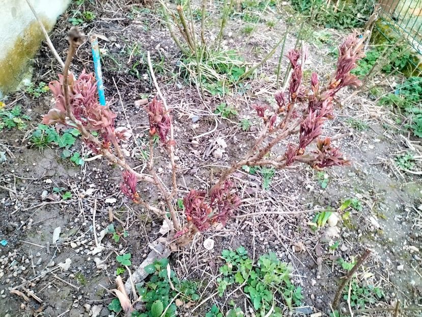 IMG20230318183533 - Gradina 2023