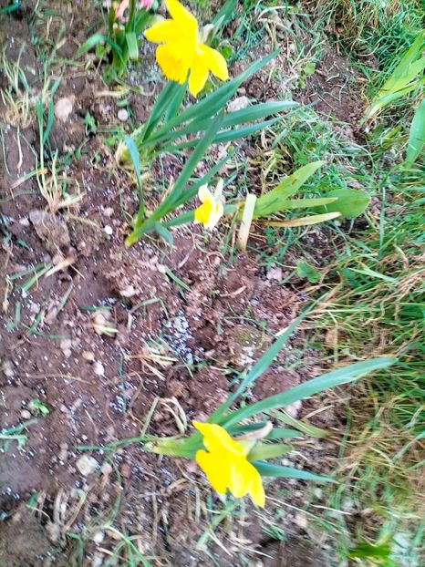IMG20230318183413 - Gradina 2023