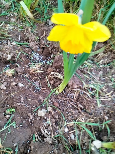 IMG20230318183410 - Gradina 2023