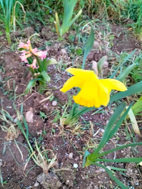 IMG20230318183408 - Gradina 2023