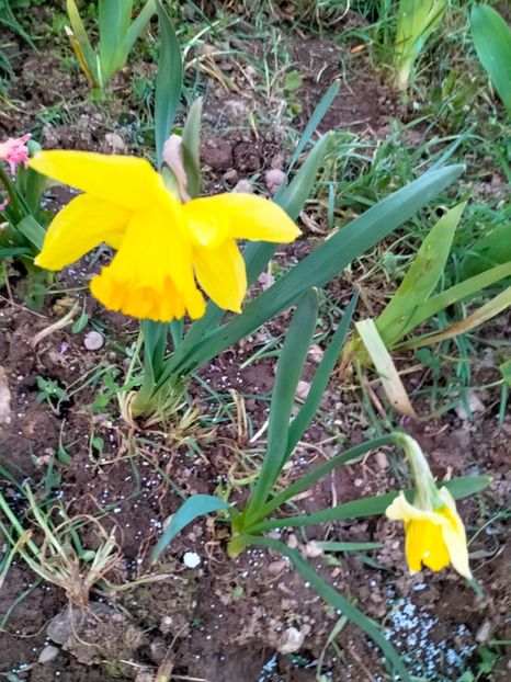 IMG20230318183406 - Gradina 2023