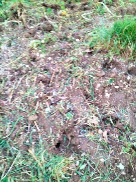 IMG20230318183338 - Gradina 2023