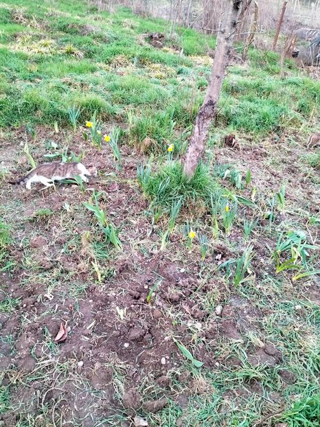 IMG20230318183322 - Gradina 2023