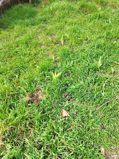 IMG20230314124748 - Gradina 2023