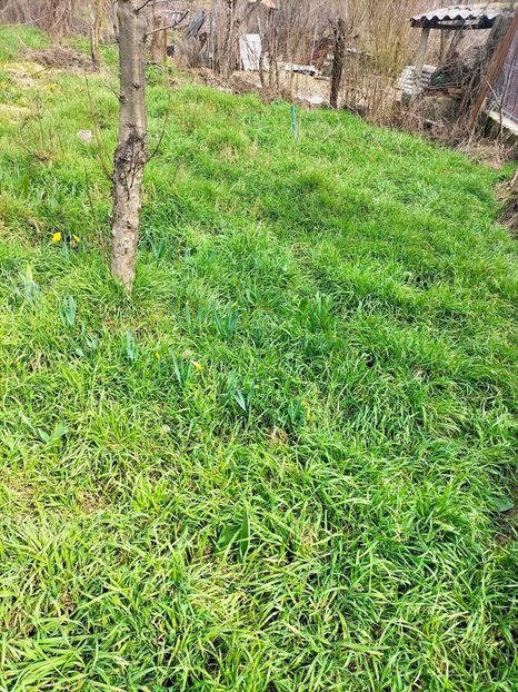 IMG20230314124745 - Gradina 2023