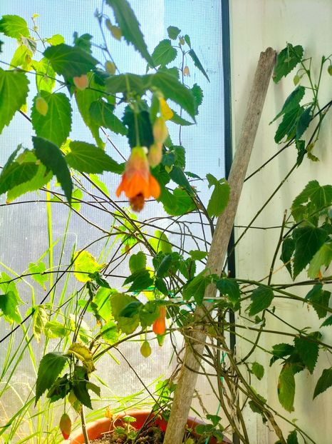 IMG20230313085732 - Gradina 2023