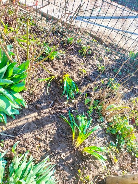 IMG20230313085159 - Gradina 2023