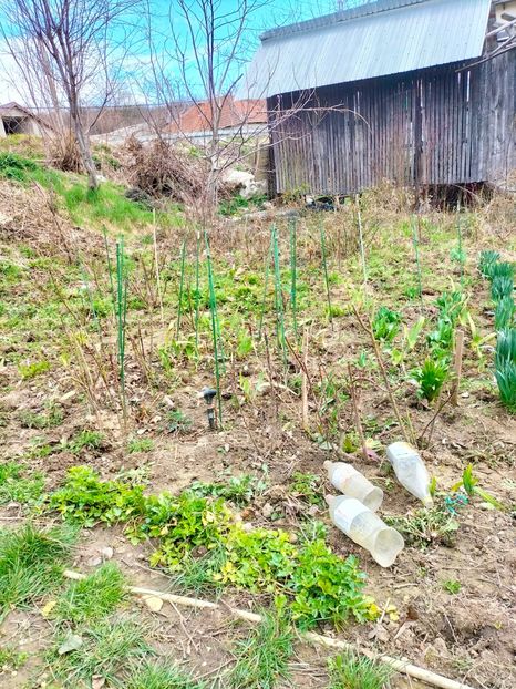 IMG20230309114031 - Gradina 2023