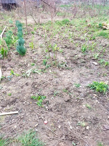 IMG20230309102546 - Gradina 2023