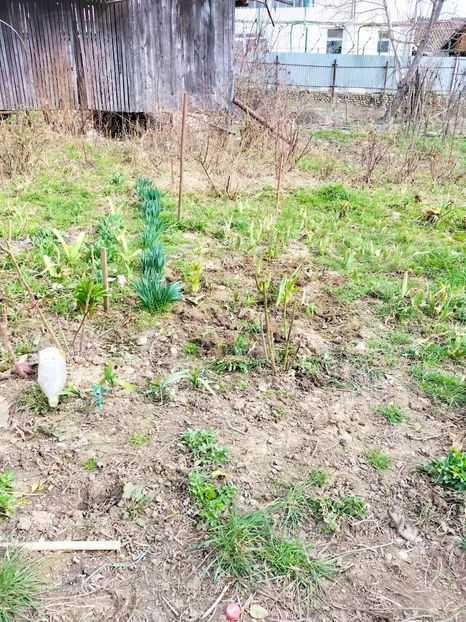 IMG20230308131648 - Gradina 2023