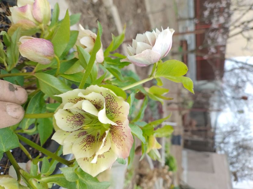  - Flori de gradina-2023