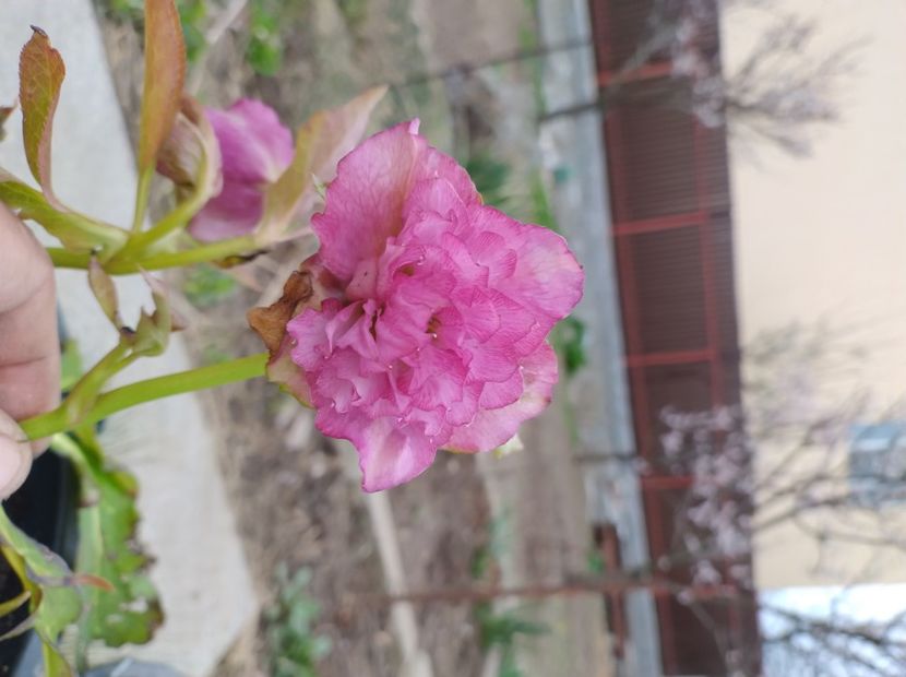  - Flori de gradina-2023