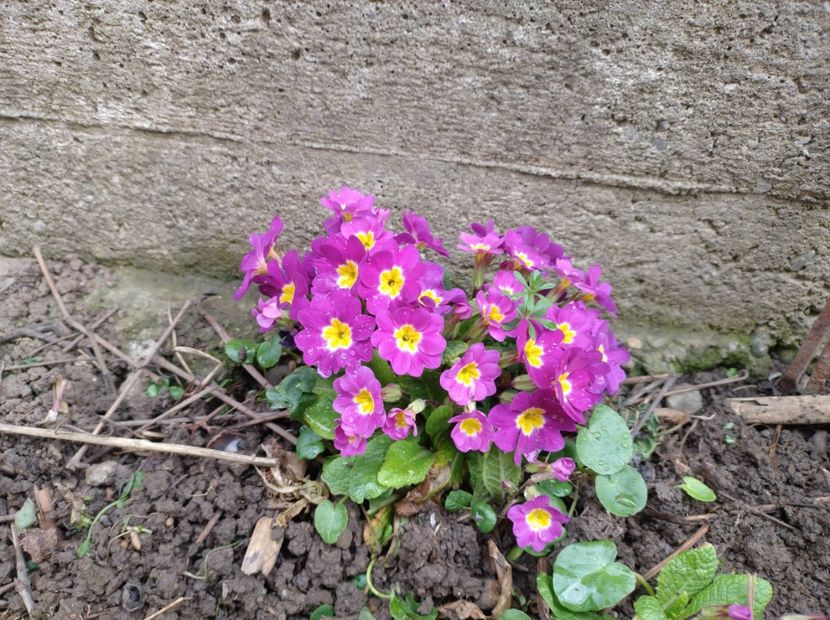  - Flori de gradina-2023