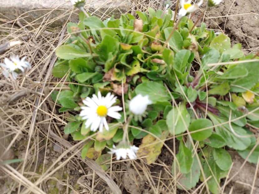  - Flori de gradina-2023