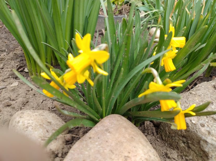  - Flori de gradina-2023