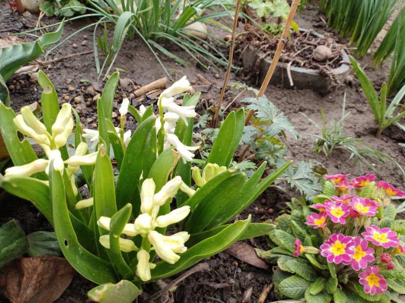  - Flori de gradina-2023