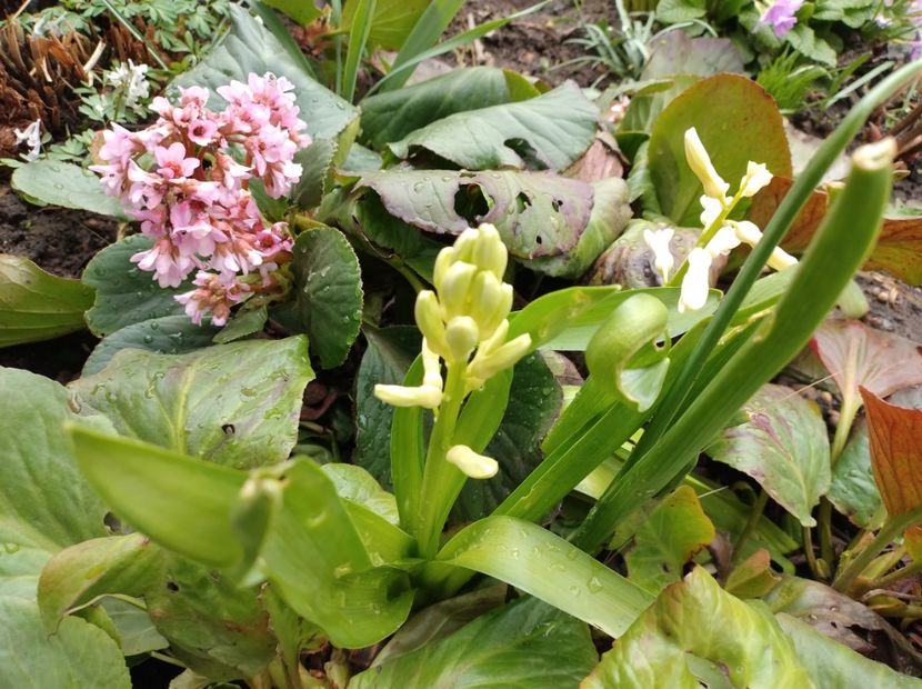  - Flori de gradina-2023