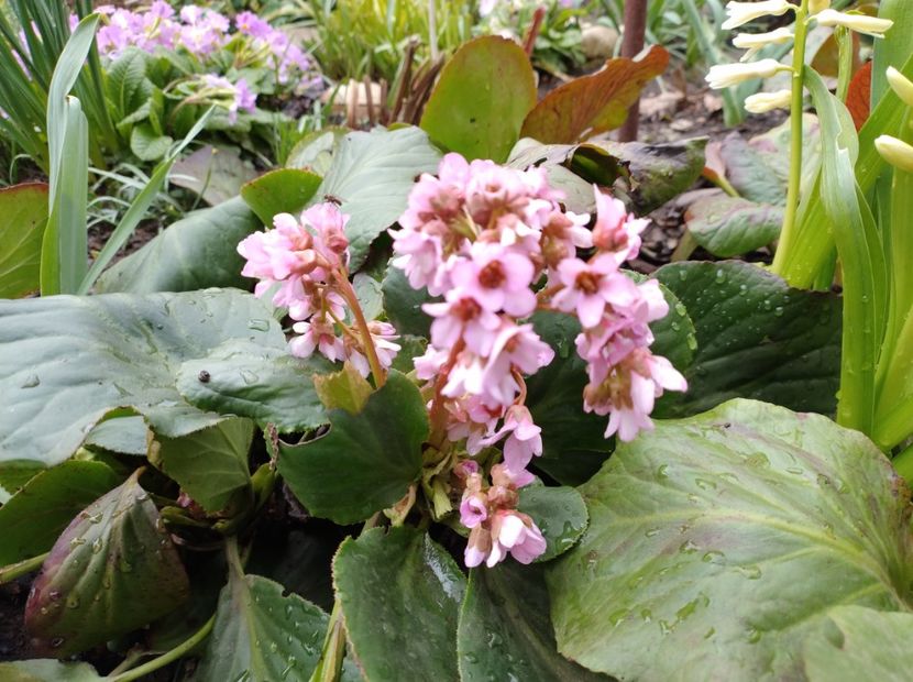  - Flori de gradina-2023