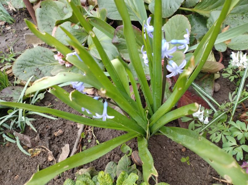  - Flori de gradina-2023