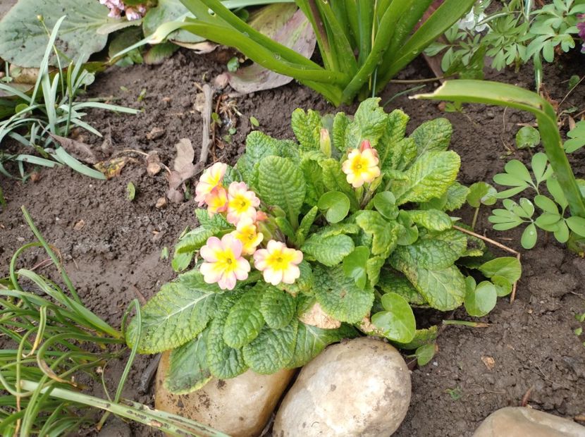  - Flori de gradina-2023