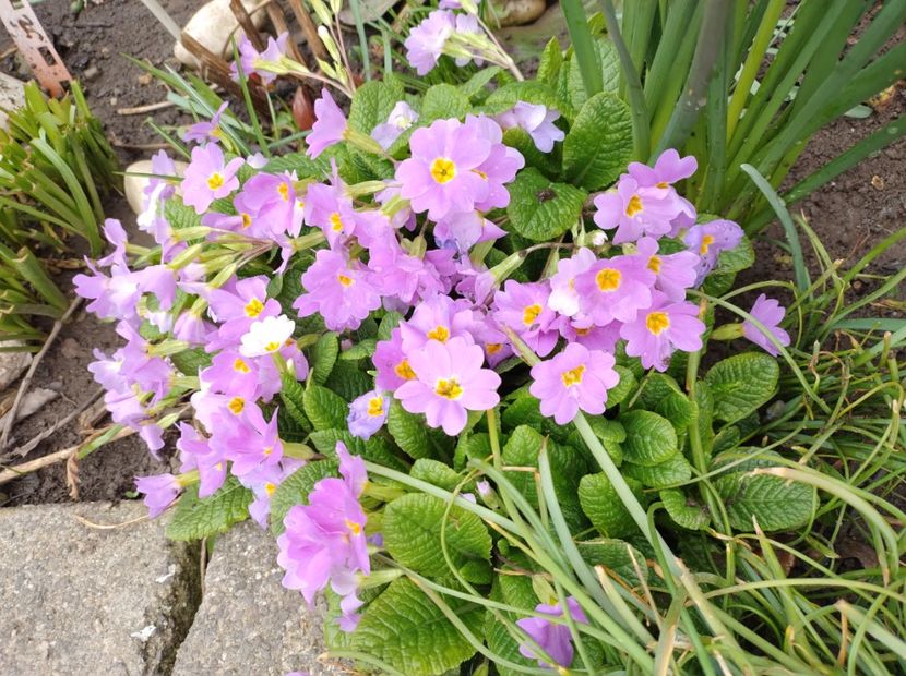  - Flori de gradina-2023