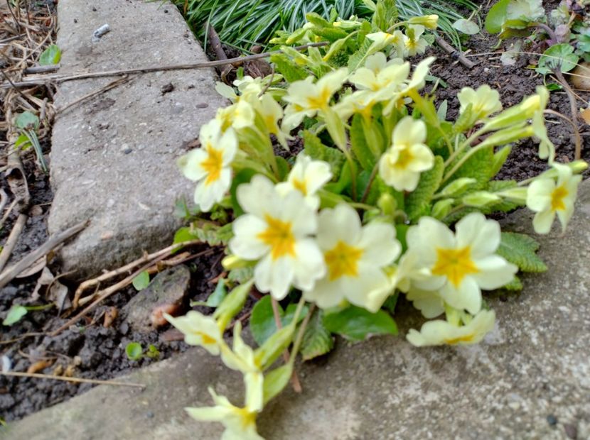  - Flori de gradina-2023