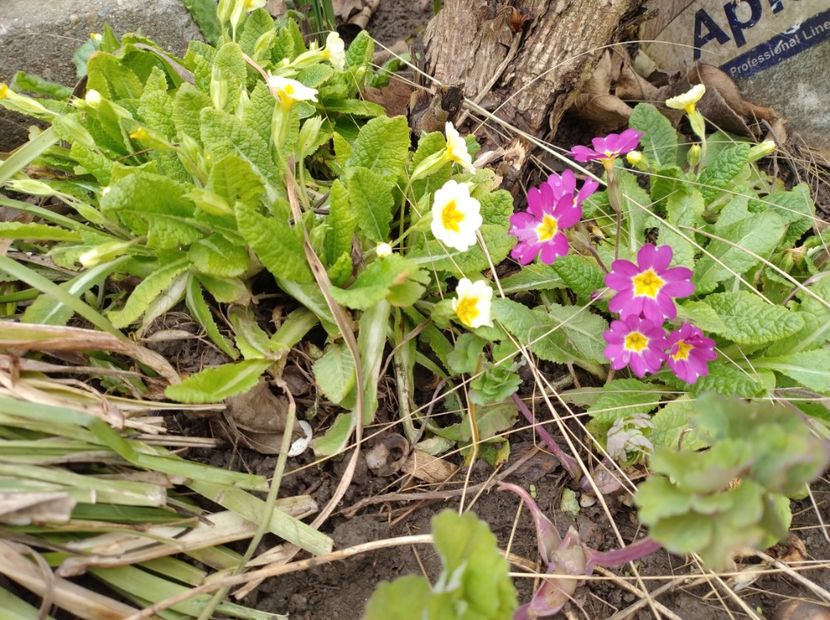  - Flori de gradina-2023