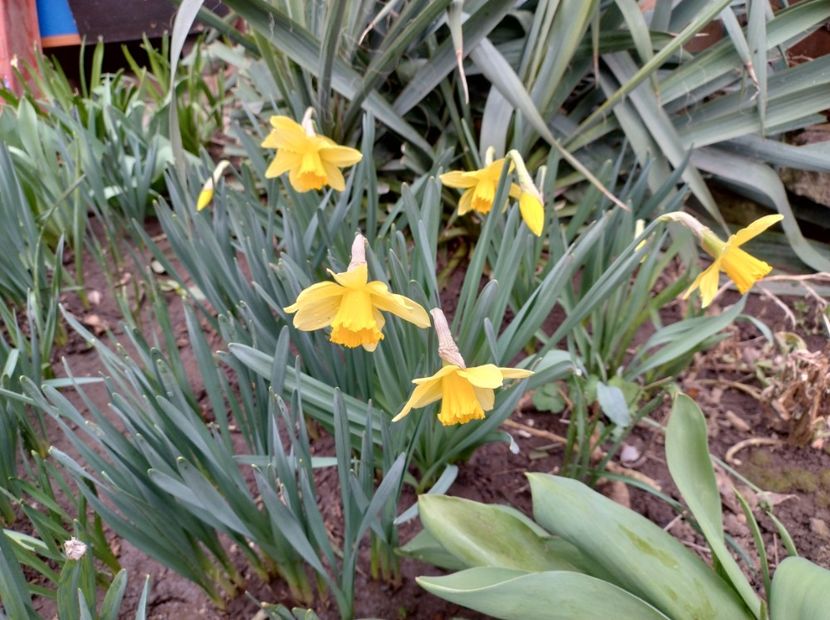  - Flori de gradina-2023