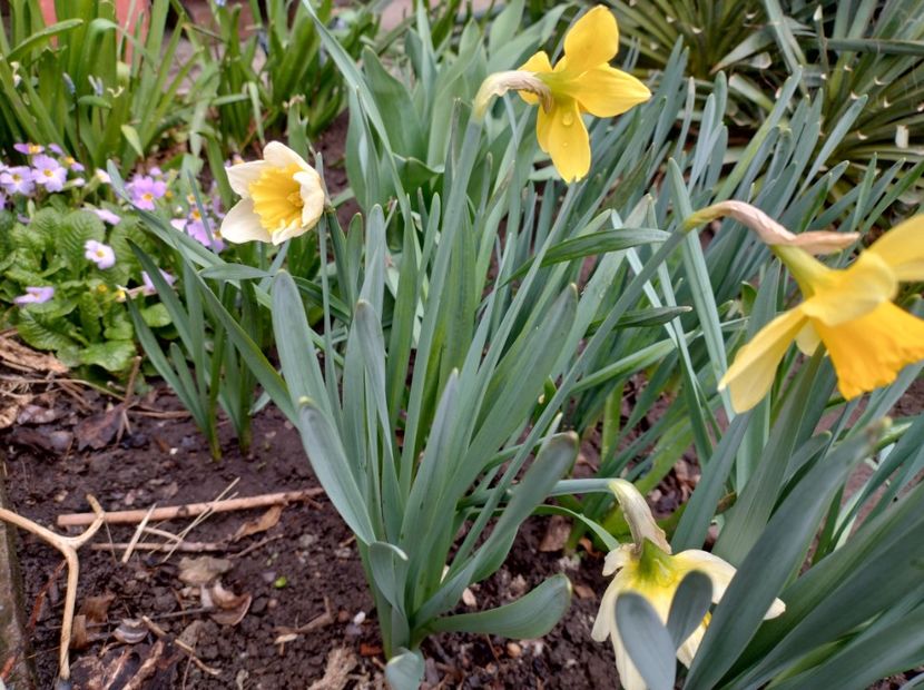  - Flori de gradina-2023