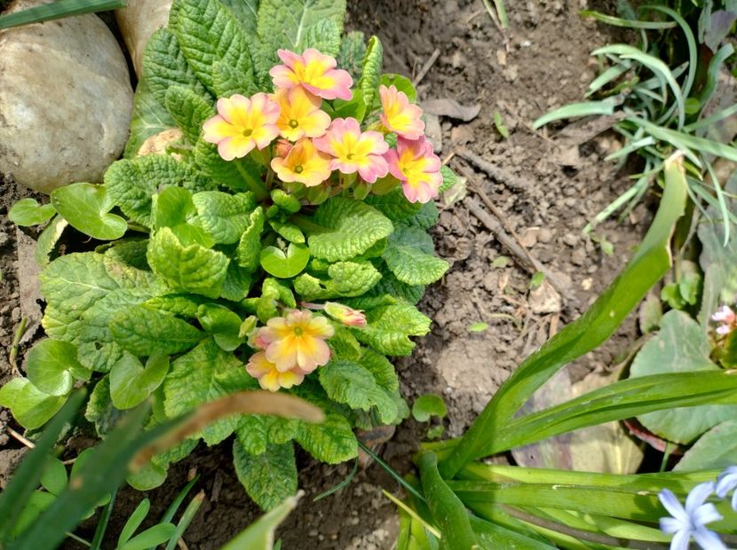  - Flori de gradina-2023