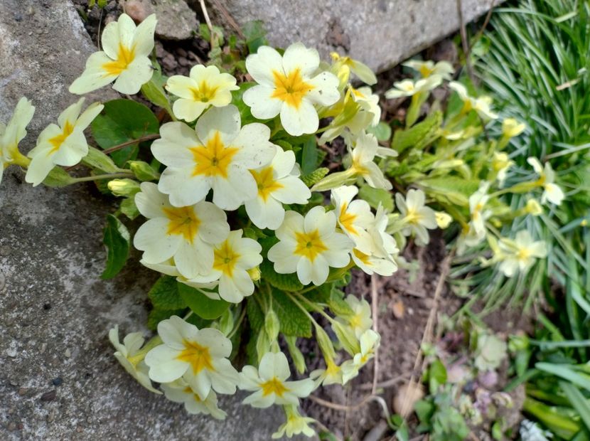  - Flori de gradina-2023