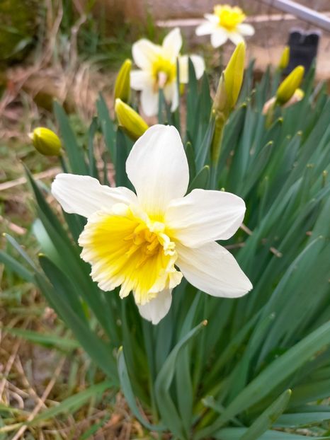 IMG20230321084115 - Gradina 2023