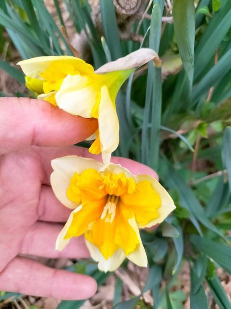 IMG20230321083907 - Gradina 2023