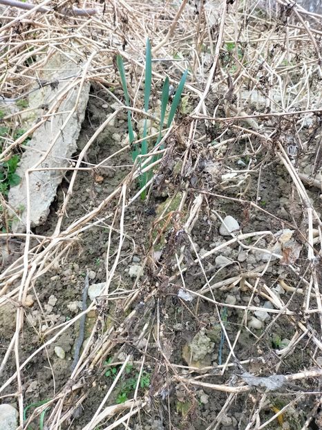 IMG20230321083659 - Gradina 2023