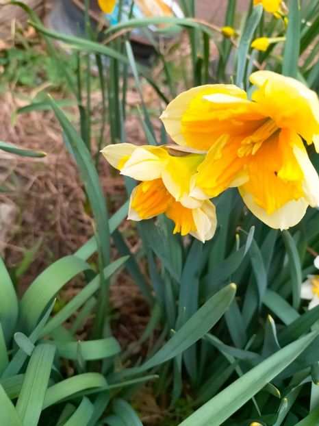 IMG20230321083854 - Martie 2023