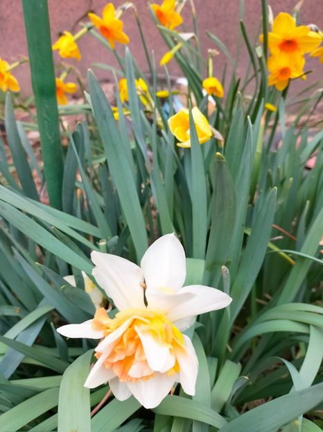 IMG20230321083847 - Martie 2023