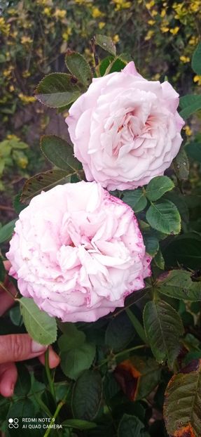  - 0-TRANDAFIRI DISPONIBILI 2023