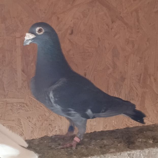 Mascul 11-701....-15 lei - Porumbei vanduti