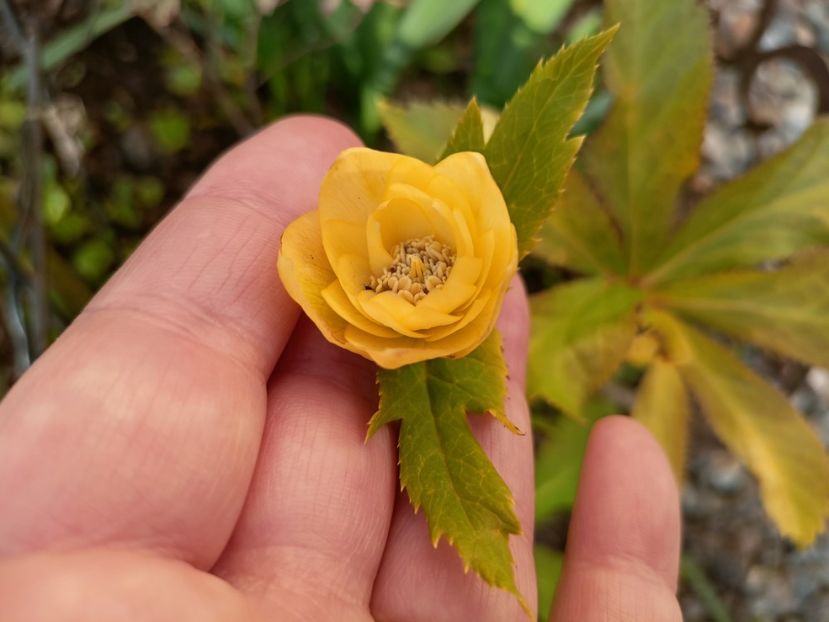 Helleborus "Double Super Yellow" - Grădina 2023