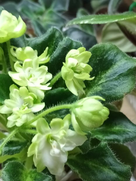  - N - Snezhnyi Georgin zzz