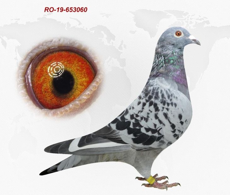 Kleine Ispas M (2) - Cpl 4