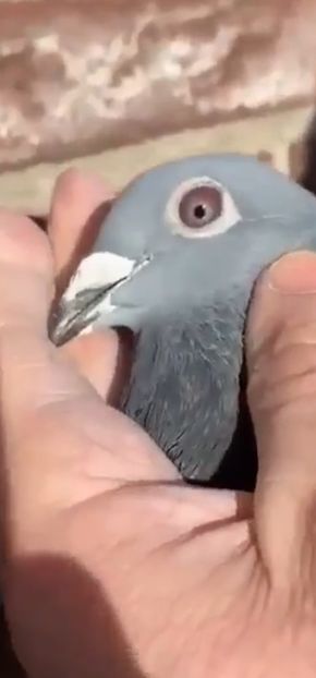 Screenshot_20221219_231520_Messenger_resized - Cpl 7