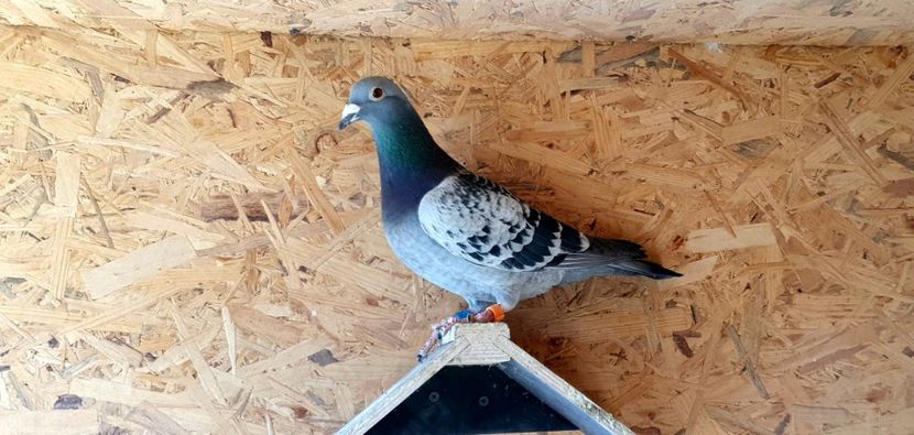 Consangvin de 3 ori pe KLEINE JADE - Cpl 0