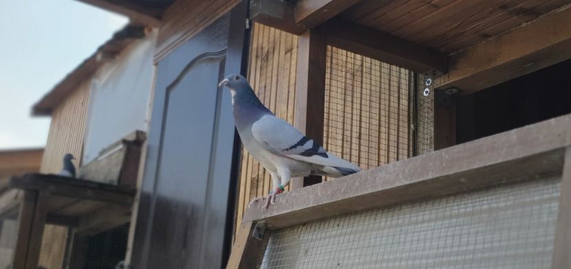 Dan Matei 500-le - Cpl 5