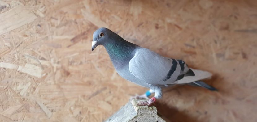 Dan Matei Bubă - Cpl 6