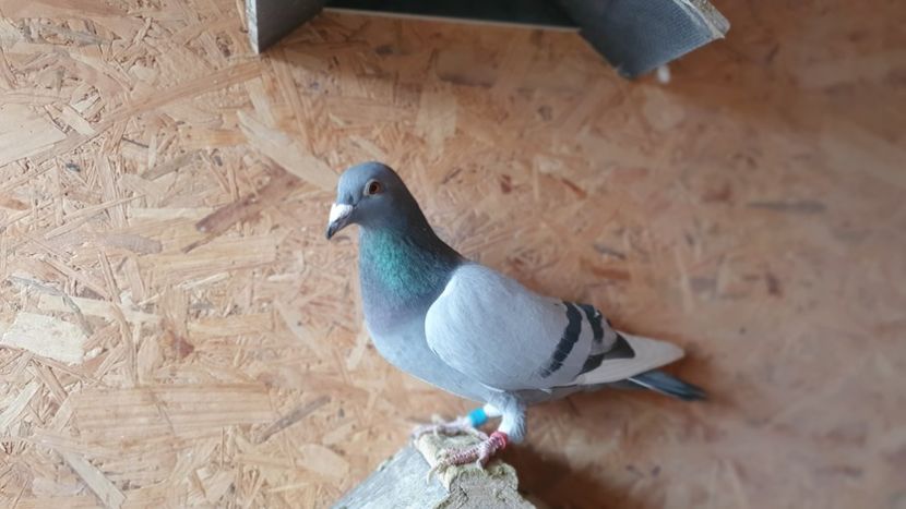 Fiu din Birdie 0.15 pct Tokmak Național loc 2 lansare și loc 1 yarling - Cpl 6